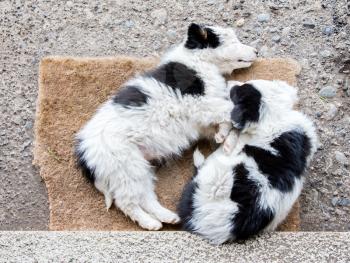 Two Border Collie puppies sleeping on a farm