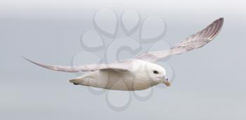 Fulmar, Fulmarus glacialis, single bird in flight