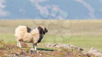 One Icelandic big horn sheep enjoying the sun