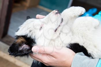 Small Border Collie puppy resting in the arms of a woman