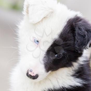 Border Collie puppy on a farm, one blue eye