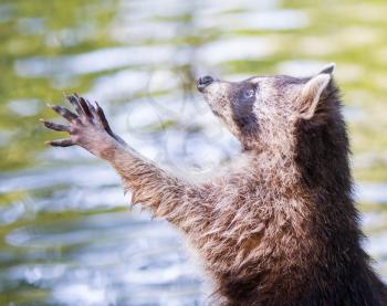 Adult racoon begging for food, water background