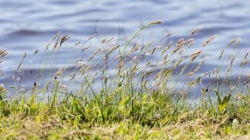 Prairie grass waterside, grass at a dutch lake