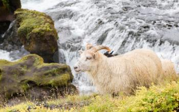 Icelandic sheep in meadow near a big waterfall