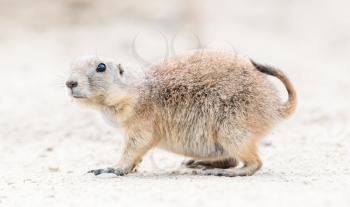 Black-Tailed prairie dog in it's natural habitat, close-up