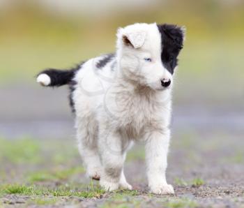 Border Collie puppy on a farm, one blue eye