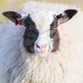 Icelandic sheep looking at the camera