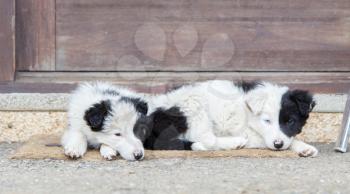 Two Border Collie puppies sleeping on a farm, one with blue eye