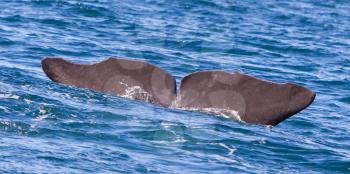 Tail of a Sperm Whale diving, west of Iceland