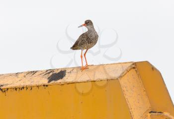 Redshank on piece of heavy machinery, one of Icelands common birds