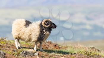 One Icelandic big horn sheep enjoying the sun