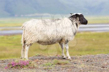 Single Icelandic sheep in the typical Icelandic scenery