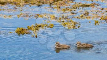 Eider duck, Somateria mollissima, two young ducks
