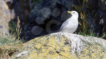 Black-legged kittiwake on Iceland - Natural habitat