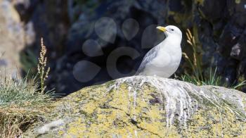 Black-legged kittiwake on Iceland - Natural habitat