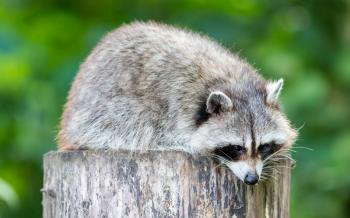 Adult racoon on a tree looking down