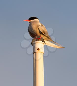 Arctic tern resting - Common bird in Iceland