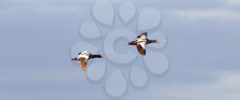 Common Eider flying - Couple of young birds