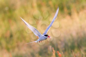 Arctic tern with a fish - Warm evening sun - Common bird in Iceland