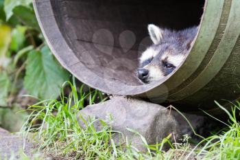 Adult racoon in a barrel, resting but still alert