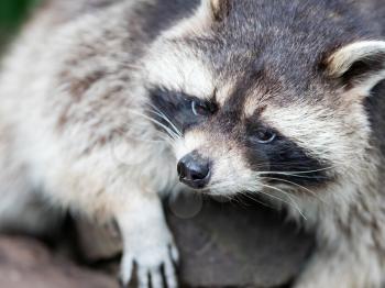 Adult racoon on a tree looking down