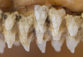 Row of shark teeth in jaw, selective focus