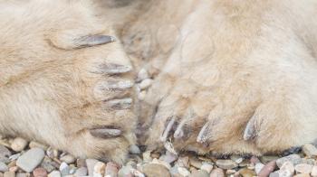 Polar bear on rocks, extreme close-up on paws