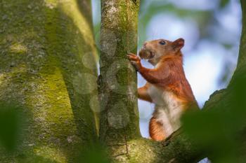 Squirrel eats nuts