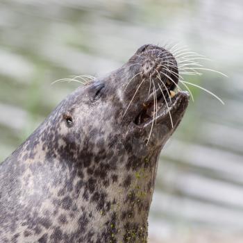 Sea lion closeup - Selective focus on the eye