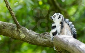 Ring-tailed lemur (Lemur catta) resting in a tree