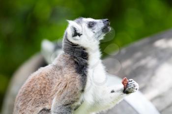 Ring-tailed lemur (Lemur catta) eating from a tree