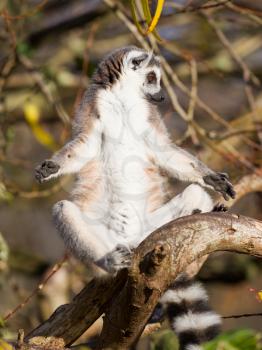 Ring-tailed lemur (Lemur catta) enjoying the winter sun