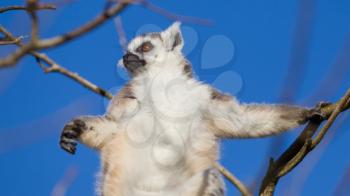 Ring-tailed lemur (Lemur catta) enjoying the winter sun