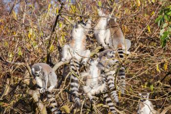 Ring-tailed lemur (Lemur catta), group in a tree enjoying the winter sun