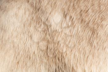 Close-up of the fur of a polarbear