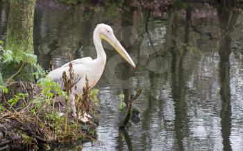 Pelican sitting at the waterfront, reflection in the water