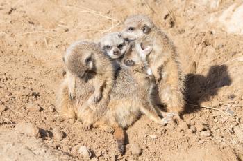 Group hug Meerkat, guarding and fooling around