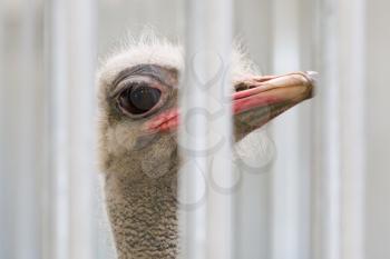 Close-up of head of ostrich behind bars