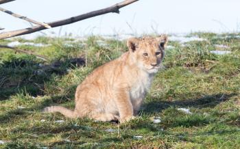 Lion cub exploring it's surroundings in the winter