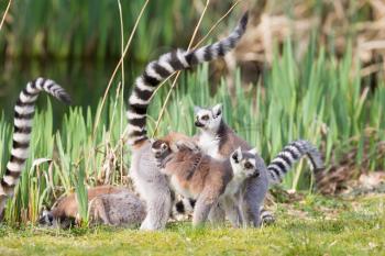 Ring-tailed lemur (Lemur catta) in a group, with young