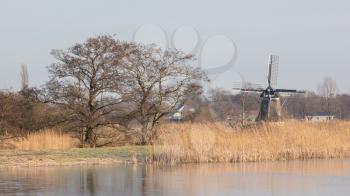 Tree and reeds at a lake in Holland
