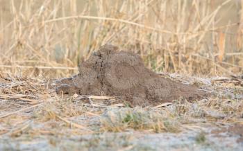 Molehill- lawn, damaged by a mole burrowing underneath and pushing up a molehill