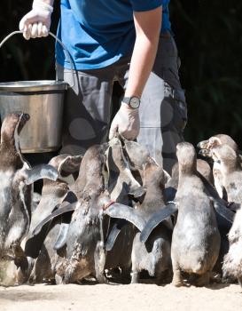 Pinguin is being fed by a human