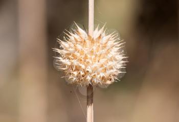 Spikey flower on grass - Nature in Botswana