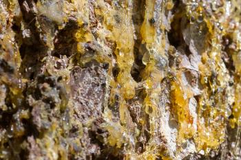 Resin on tree trunk - Selective focus on the middle