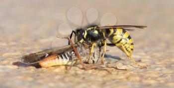 Wasp cutting of a grasshoppers head - Closeup