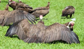 Hooded vulture (Necrosyrtes monachus) in Gambia, selective focus