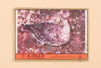 UNITED ARAB EMIRATES - CIRCA 1972: A stamp printed in the United Arab Emirates shows a bird (duck), circa 1972