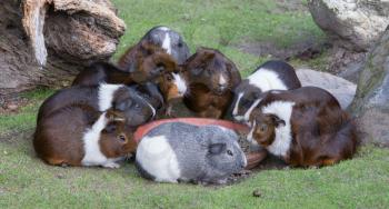 Portrait of guinea pigs eating, selective focus