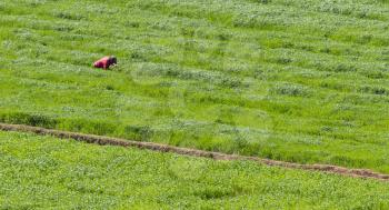 Single man working on a field near Ambalavao in Madagascar